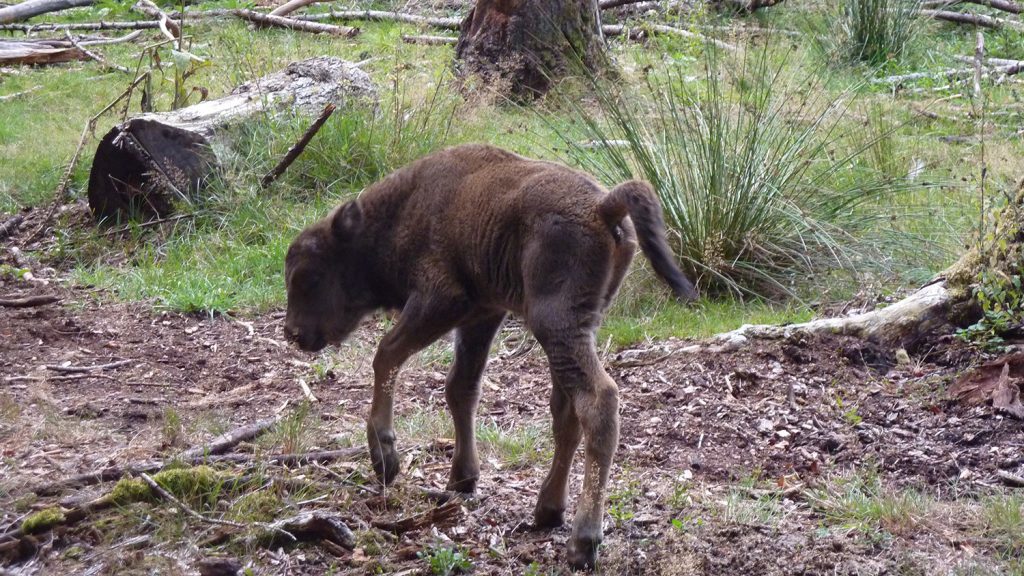 Wisent Baby