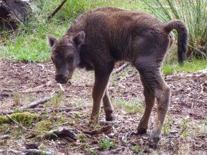 Wisent-Baby